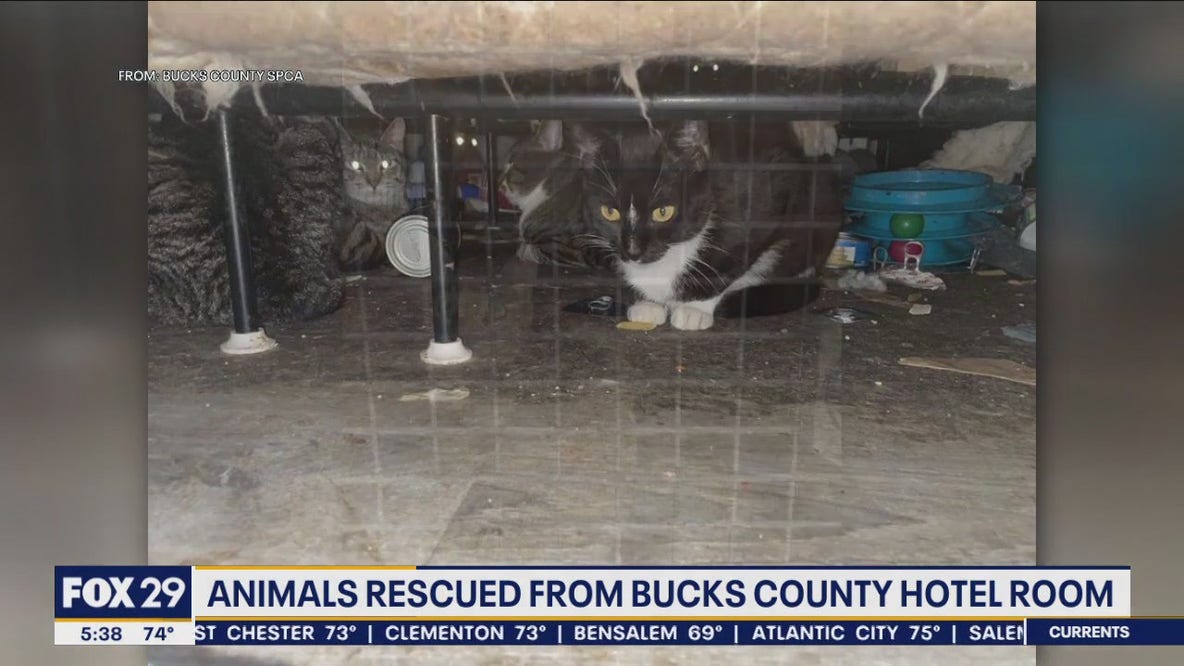Dozens of animals rescued from hotel room in Bucks County